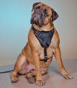 Шлея из черной кожи для бульмастифа «Working Dog»